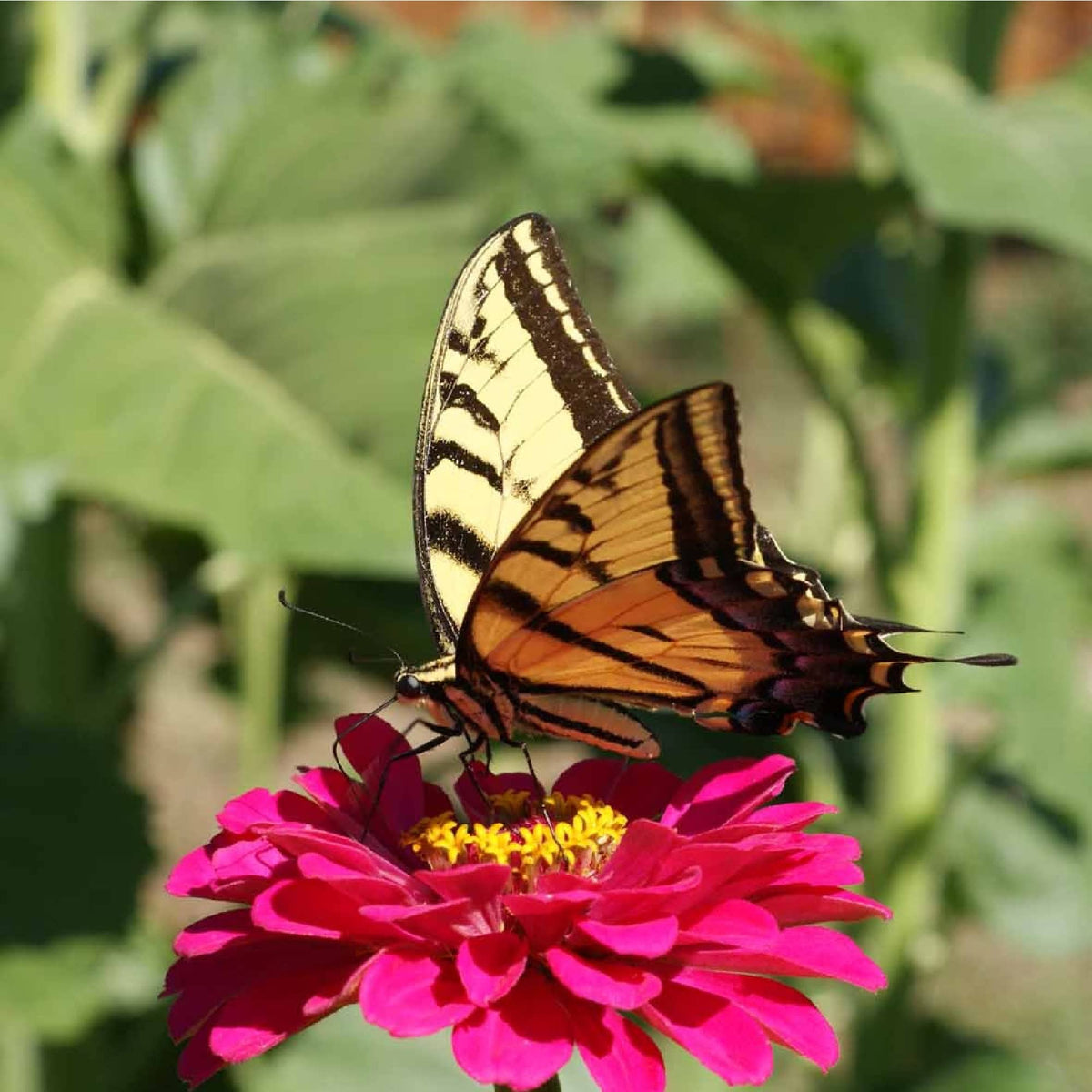 Ideal for garden borders and containers.
