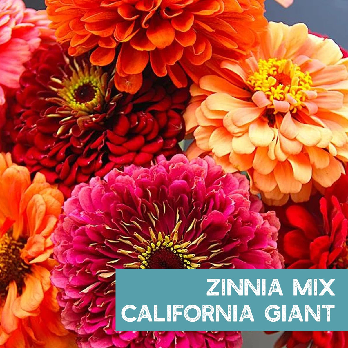 Mountain Valley Zinnia seeds germinate quickly, suitable for indoors or direct sow.