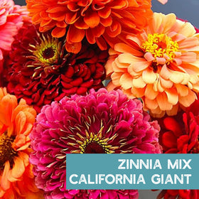 Mountain Valley Zinnia seeds germinate quickly, suitable for indoors or direct sow.