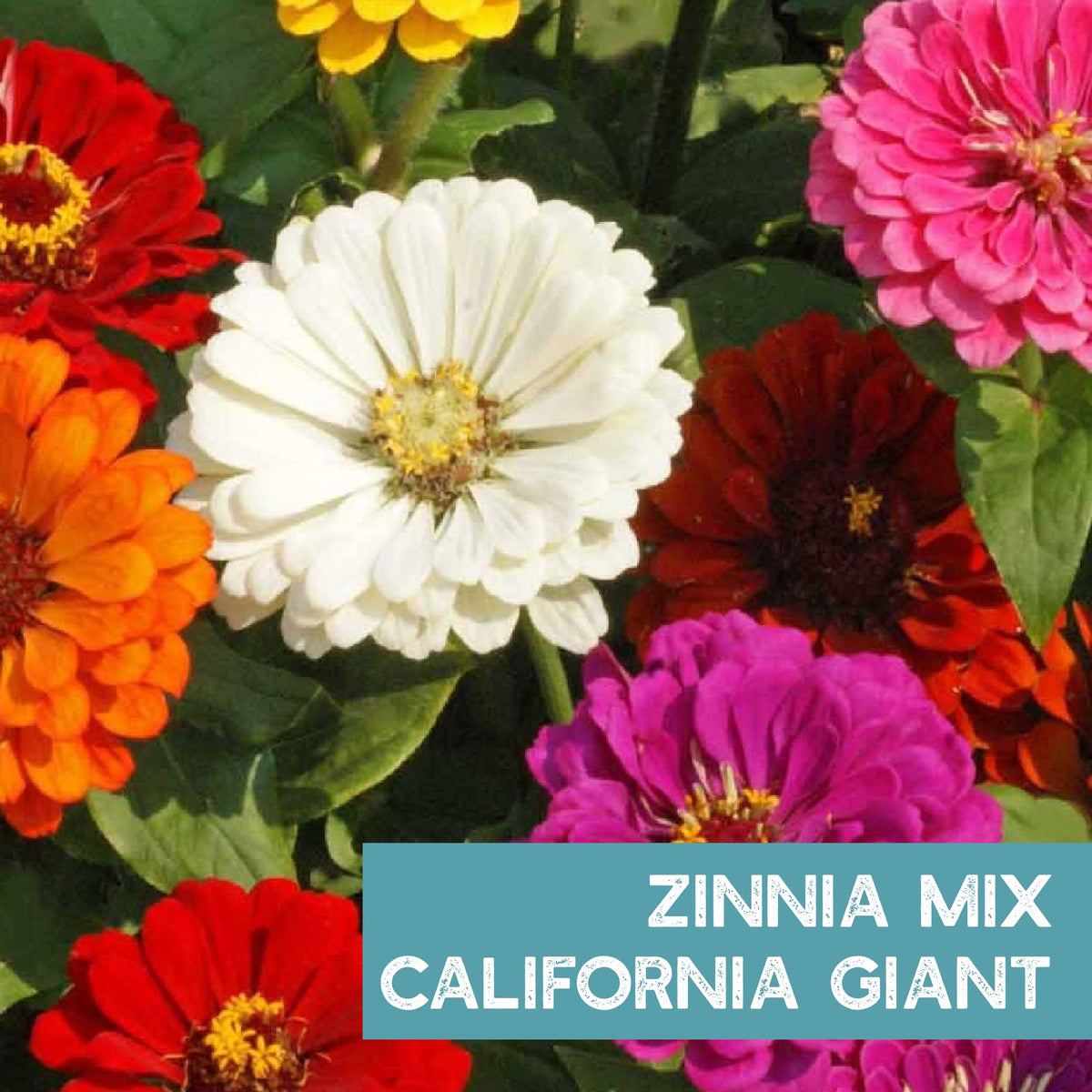 Mountain Valley Zinnia pollinator bloom attracts bees and butterflies.