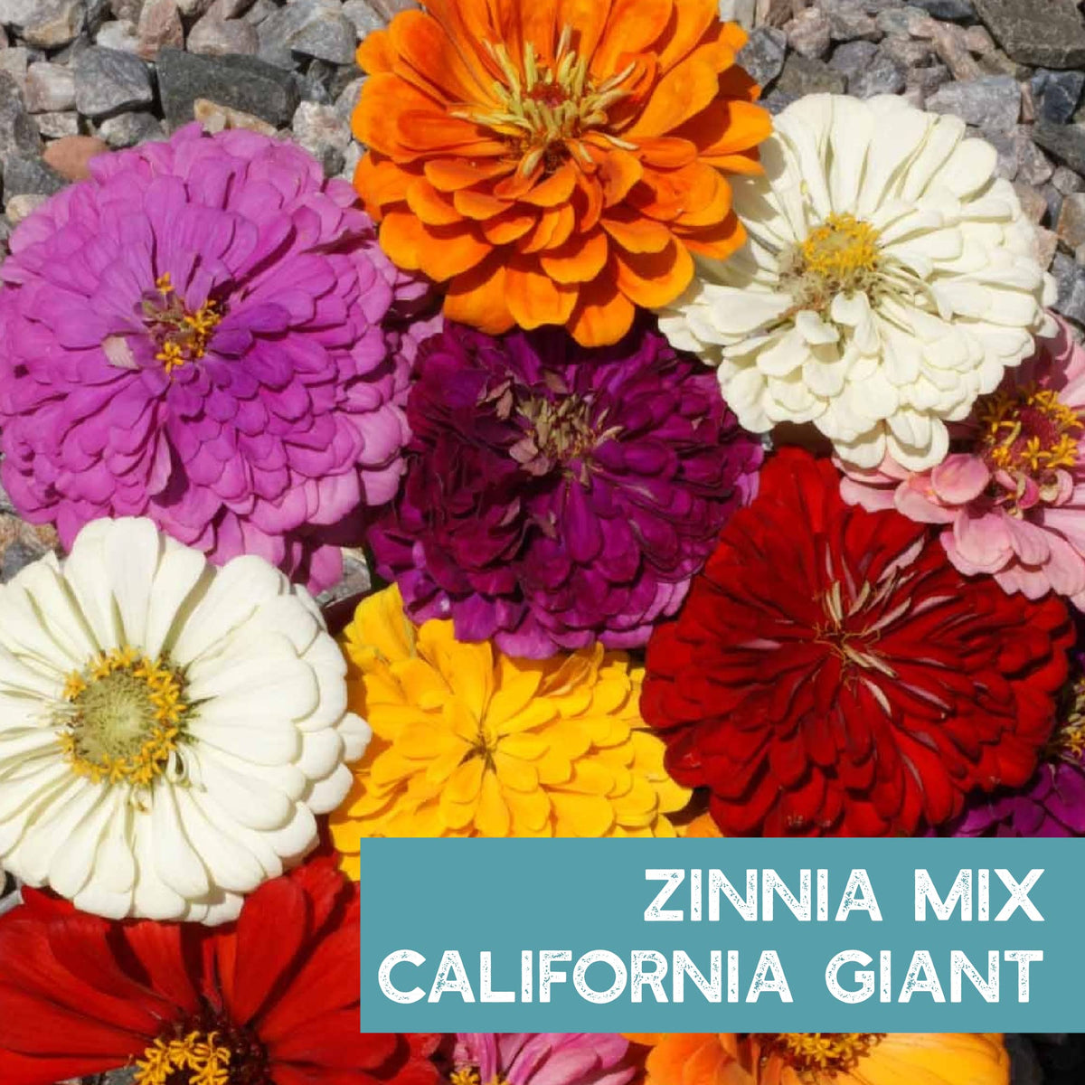 Mountain Valley Semi-dwarf zinnia for indoor or small-space planting.