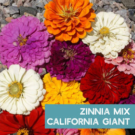 Mountain Valley Semi-dwarf zinnia for indoor or small-space planting.