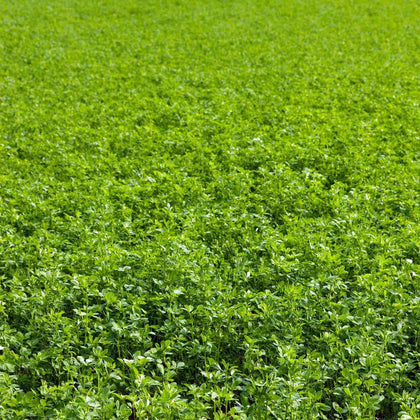 Mountain Valley Seed Company alfalfa seeds 1lb pack front for home gardens.