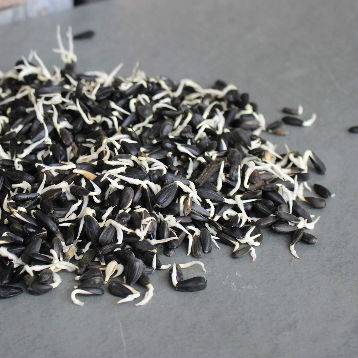 Mountain Valley Seed Company sunflower seeds support bird feeding and livestock fodder with bulk options.