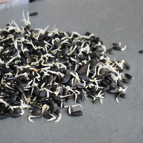 Mountain Valley Seed Company sunflower seeds support bird feeding and livestock fodder with bulk options.