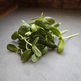 Mountain Valley Seed Company bulk resealable bag preserves freshness for long-term sprouting and storage.