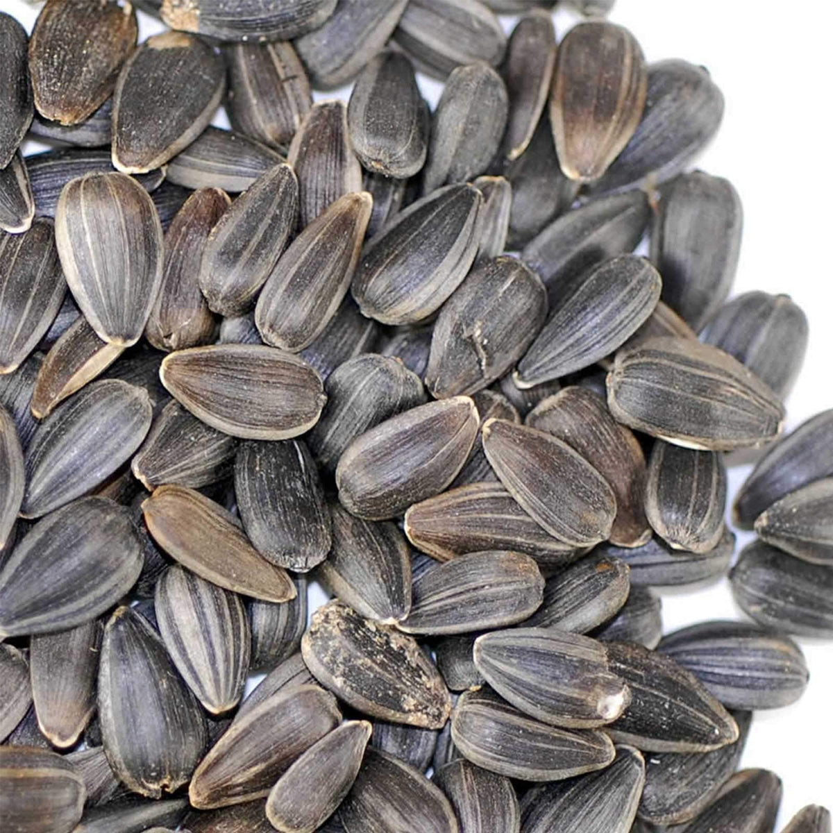 Mountain Valley Seed Company sunflower seeds on trays for easy indoor gardening and fast germination.