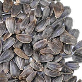 Mountain Valley Seed Company sunflower seeds on trays for easy indoor gardening and fast germination.