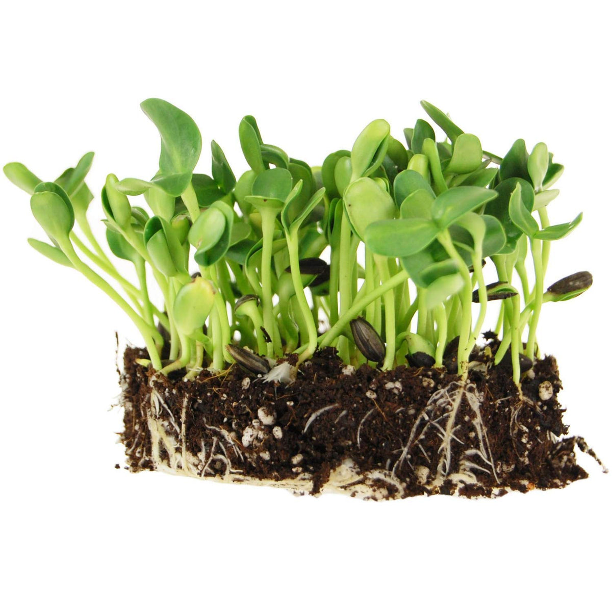 Mountain Valley Seed Company sunflower sprouting seeds in a 5lb bag for crunchy microgreens.