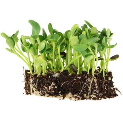 Mountain Valley Seed Company sunflower sprouting seeds in a 5lb bag for crunchy microgreens.