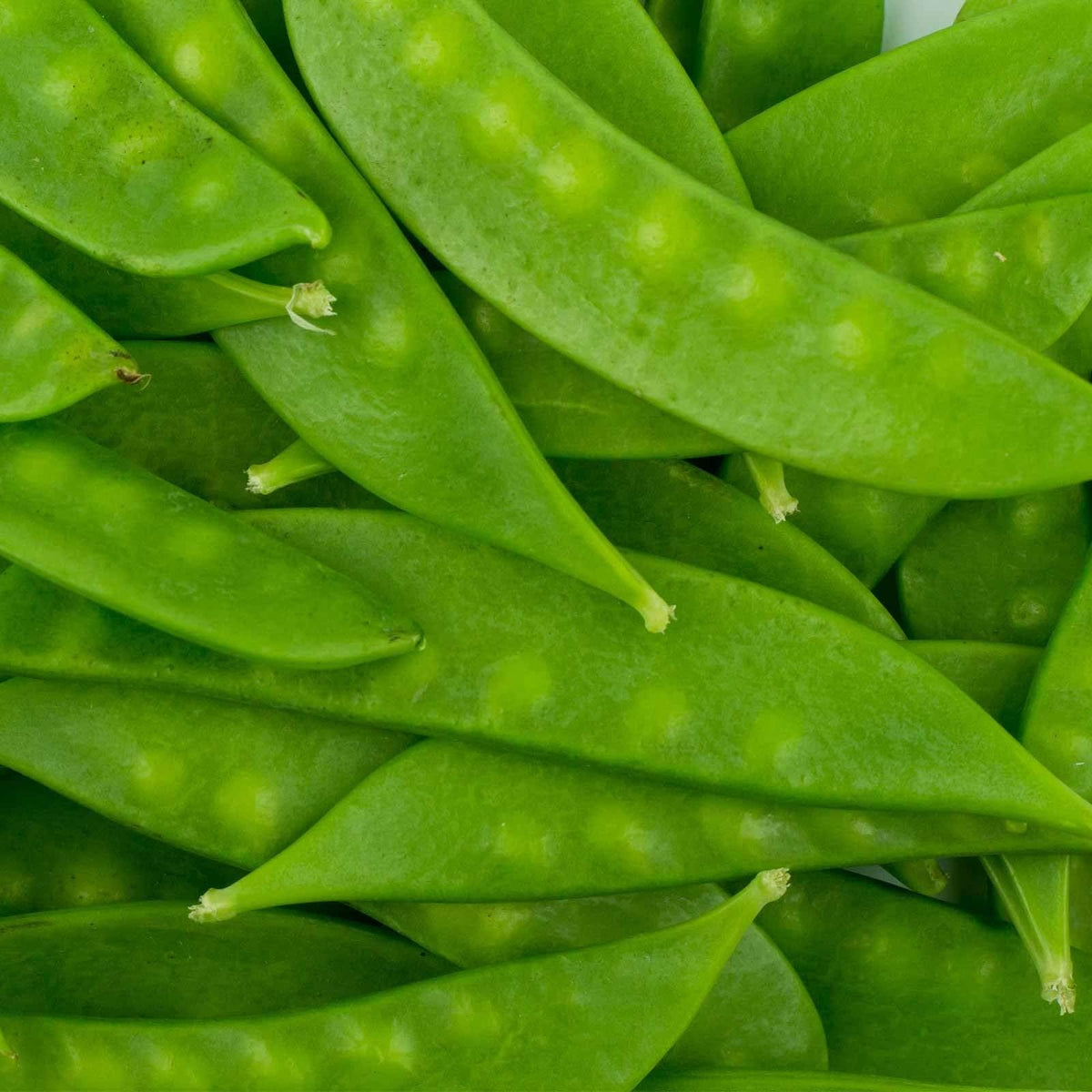 Mountain Valley Seed Mammoth Melting Sugar Pod on trellis yields crisp, sweet 4–5 inch pods.