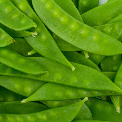 Mountain Valley Seed Mammoth Melting Sugar Pod on trellis yields crisp, sweet 4–5 inch pods.