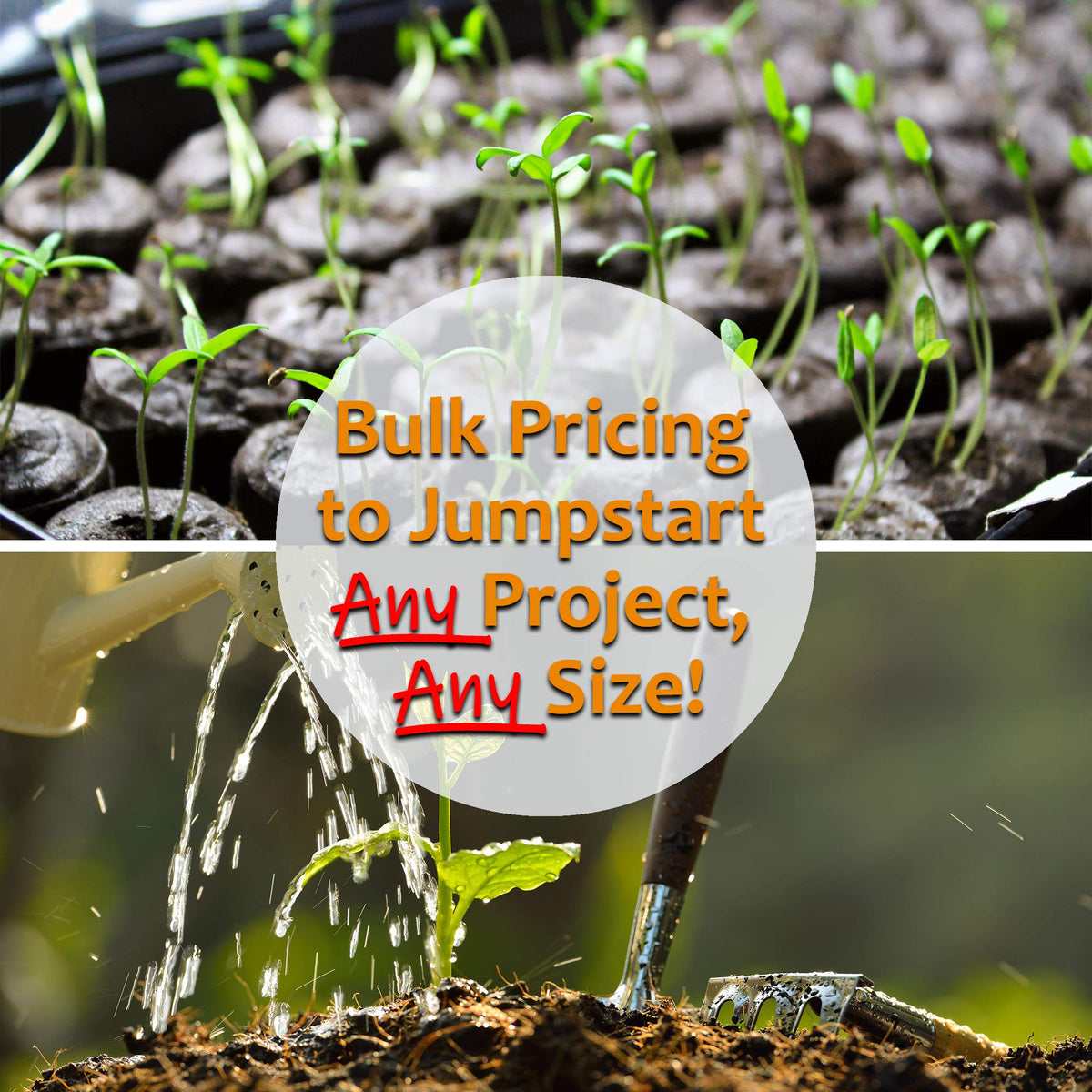 Mountain Valley Seed Mammoth Melting Sugar Pod seed pack highlights non-GMO heirloom variety.