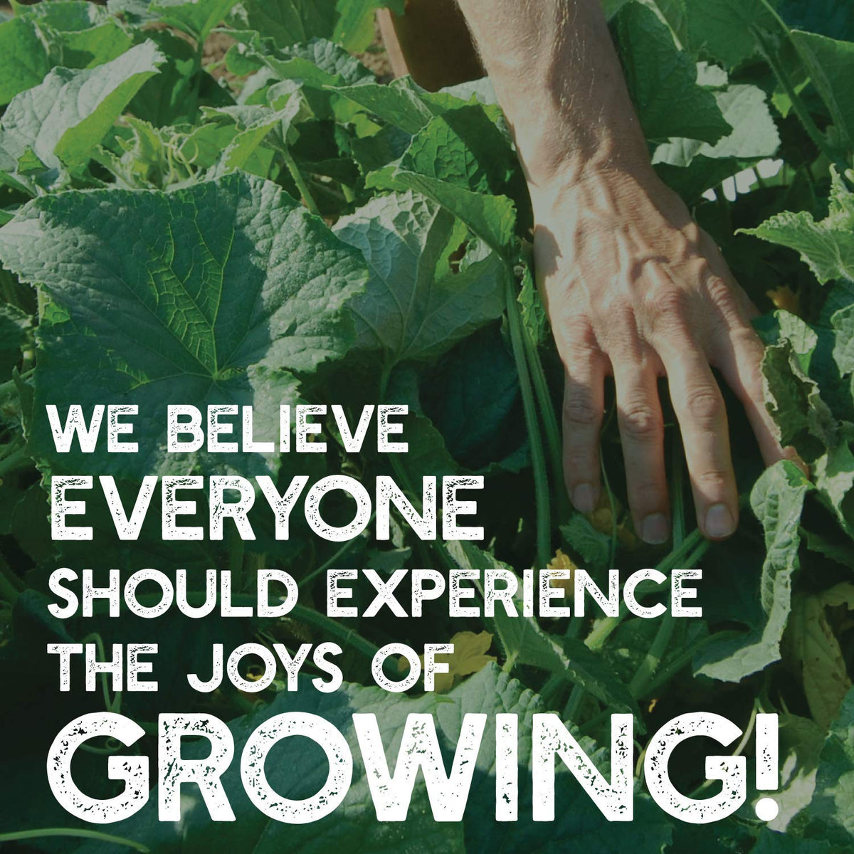 Mountain Valley Seed No-Till mix trusted by farmers and home gardeners