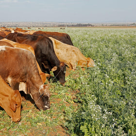 Mountain Valley Seed No-Till mix planning for spring and summer termination