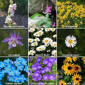 Mountain Valley 22-variety mix supports diverse blooms for seasonal color.