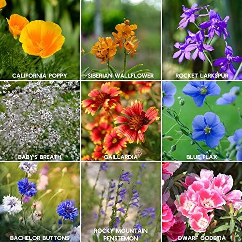 Mountain Valley wildflower seeds ideal for direct sowing after frost.