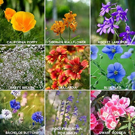 Mountain Valley wildflower seeds ideal for direct sowing after frost.