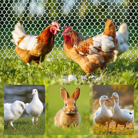 Moyios chicken coop enclosure mesh ideal for coop containment and predator protection.