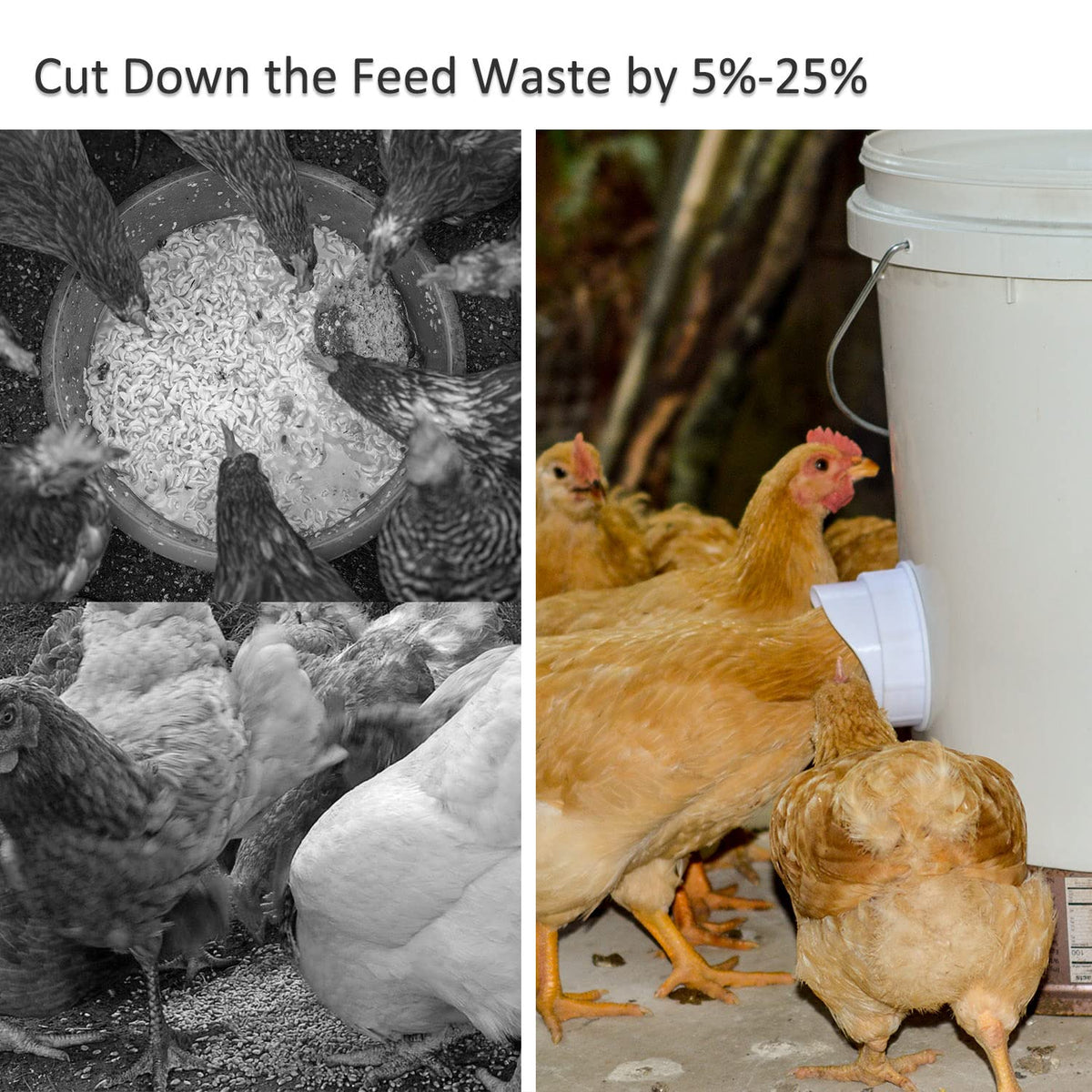 Mozoba gravity-fed design ensures steady meals for your flock
