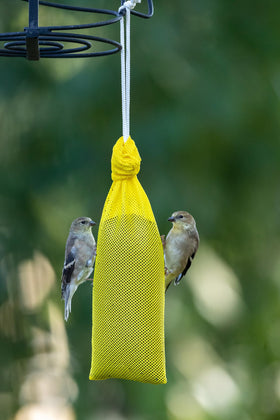 Mr. Canary All-American Finch Socks vibrant color and backyard-friendly viewing of visiting birds.