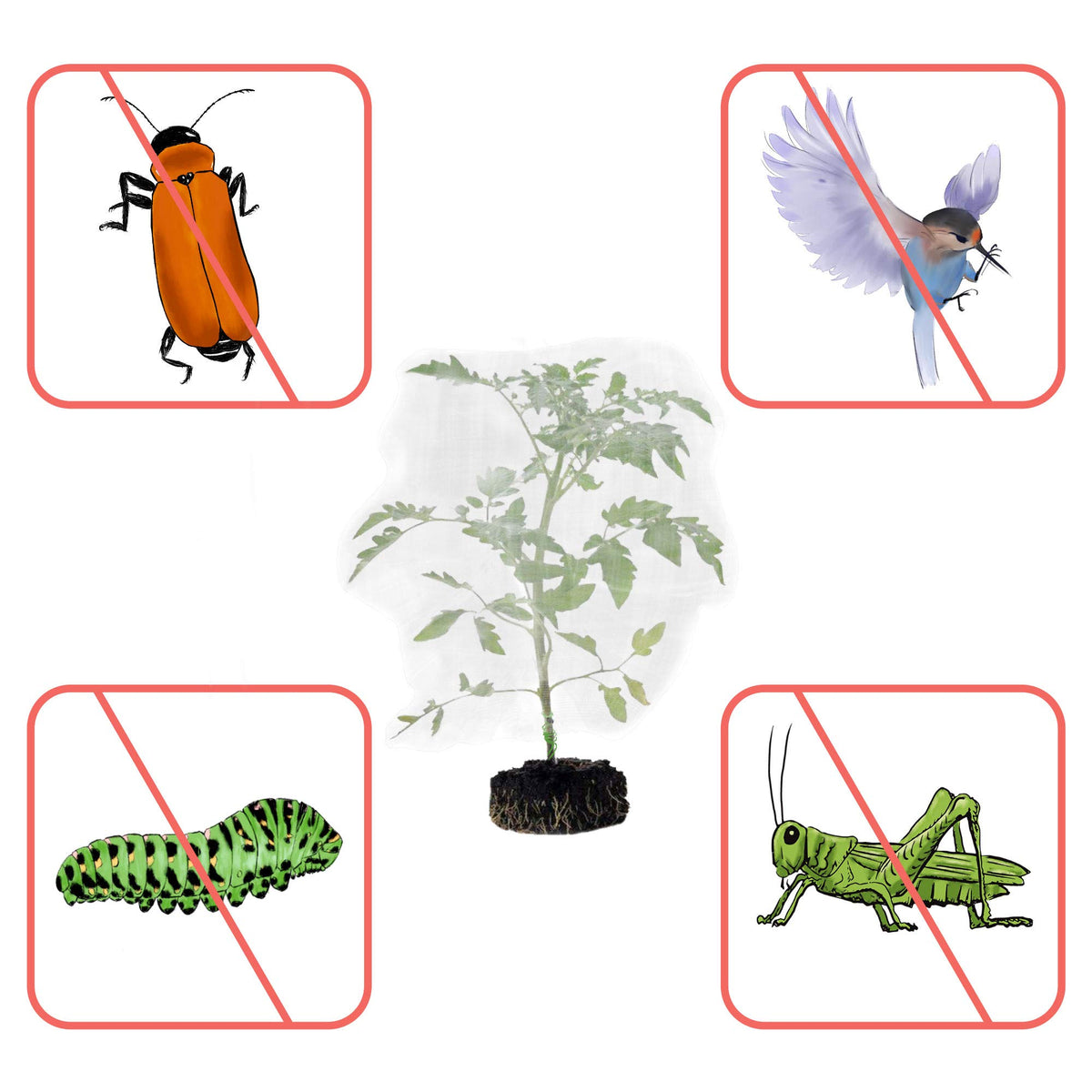 MR FIVE large 55 by 40 inch mesh protects tomatoes and fruit