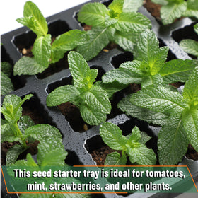 Mr. Pen clear dome enables light transmission and monitoring during germination
