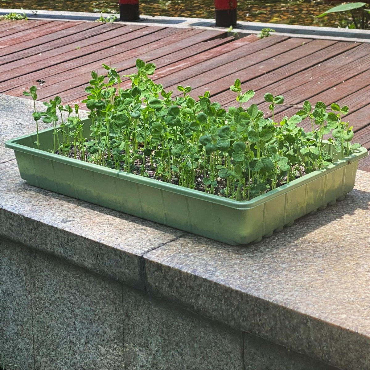 One-piece Mr. Pen seed tray design simplifies cleaning and setup.