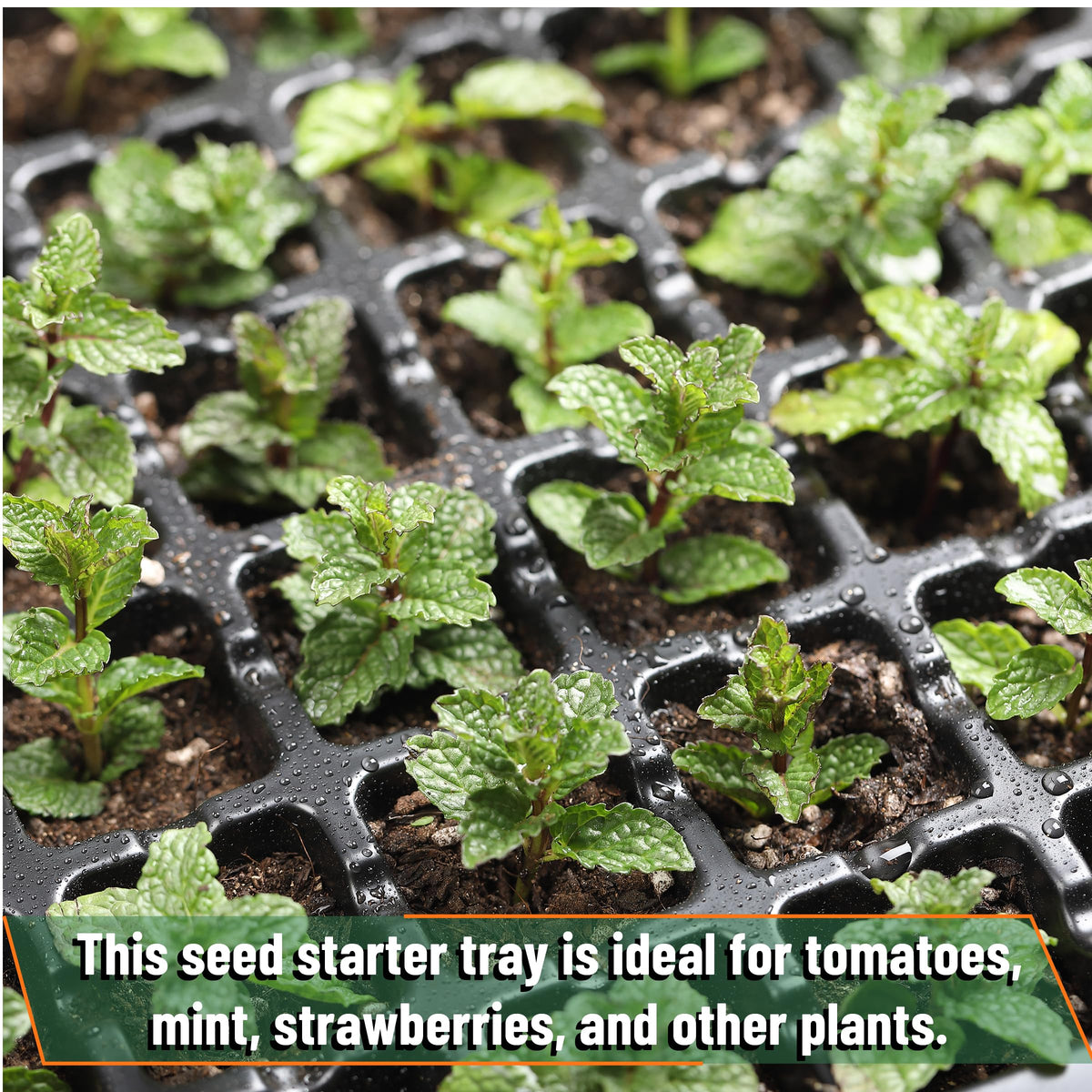 Mr. Pen seed starter kit suits flowers, vegetables, herbs and more