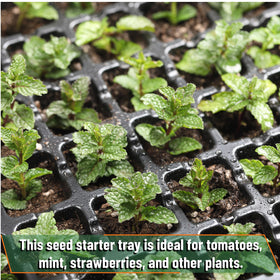 Mr. Pen seed starter kit suits flowers, vegetables, herbs and more