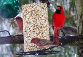 Mr. Bird Safflower Feast closeup showing safflower seeds that deter squirrels.