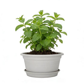 MRPAPA pot features drainage holes and tray saucer to prevent water pooling and protect surfaces.