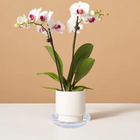MSKIAUO 2-pack plant trays for water catch and organization