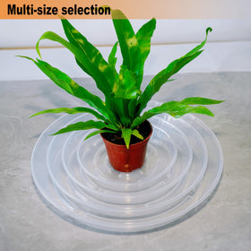 MSKIAUO multi-purpose plant coaster for pots, trays, and bases.