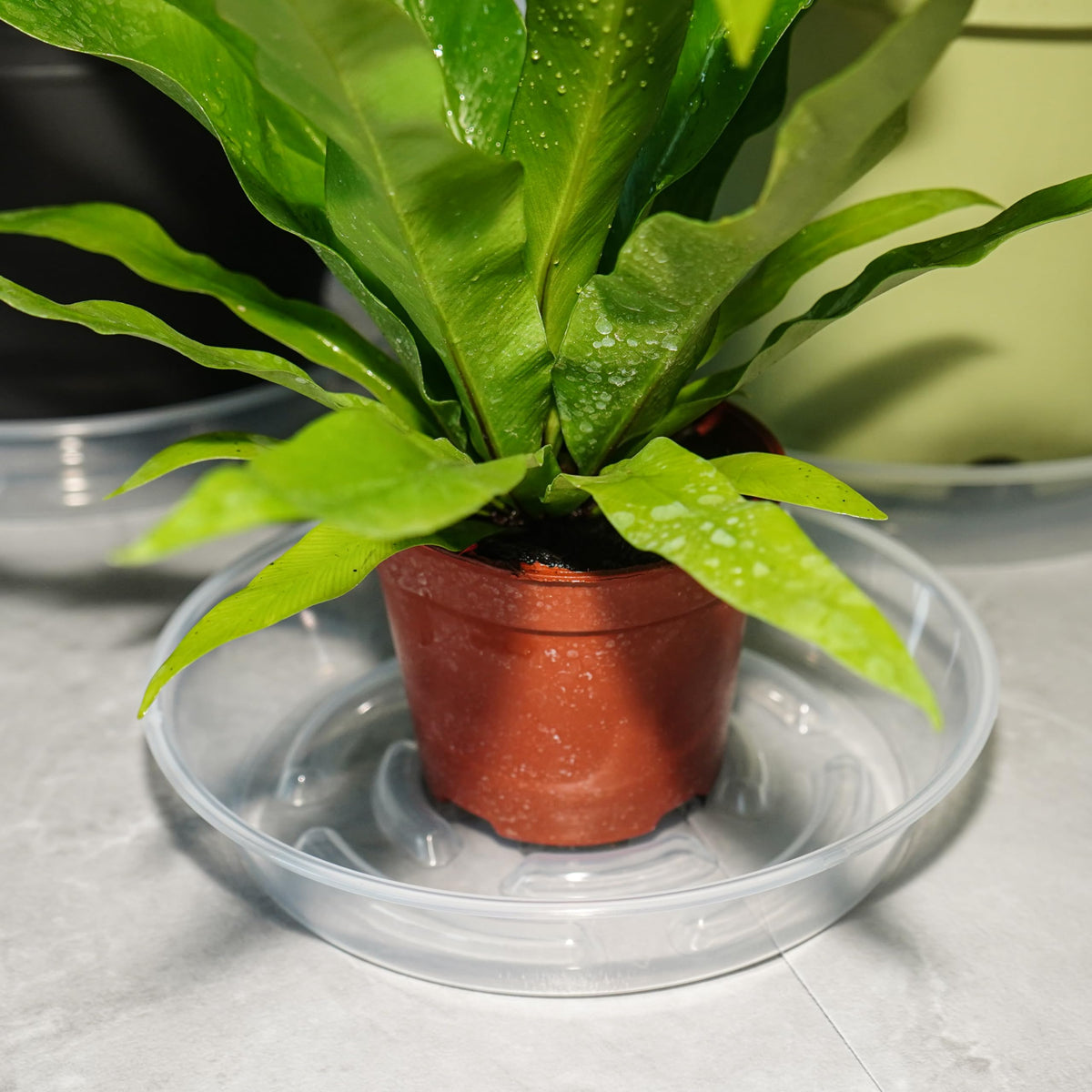MSKIAUO multi-purpose tray doubles as coaster and tray.