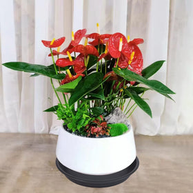 MSKIAUO 4-inch durable lightweight plastic plant saucers ready for setup
