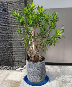 MSKIAUO versatile for indoor and outdoor planting setups