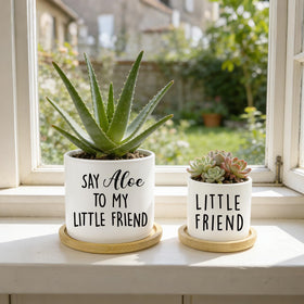 Msyueos Say Aloe gift-ready packaging suitable for thanks and appreciation