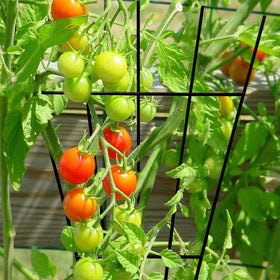 MTB Garden four-pack trellis panels support multiple potted climbers