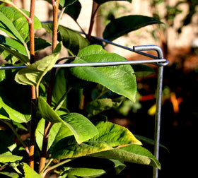 MTB Supply 3-tier design keeps vines organized and promotes airflow.