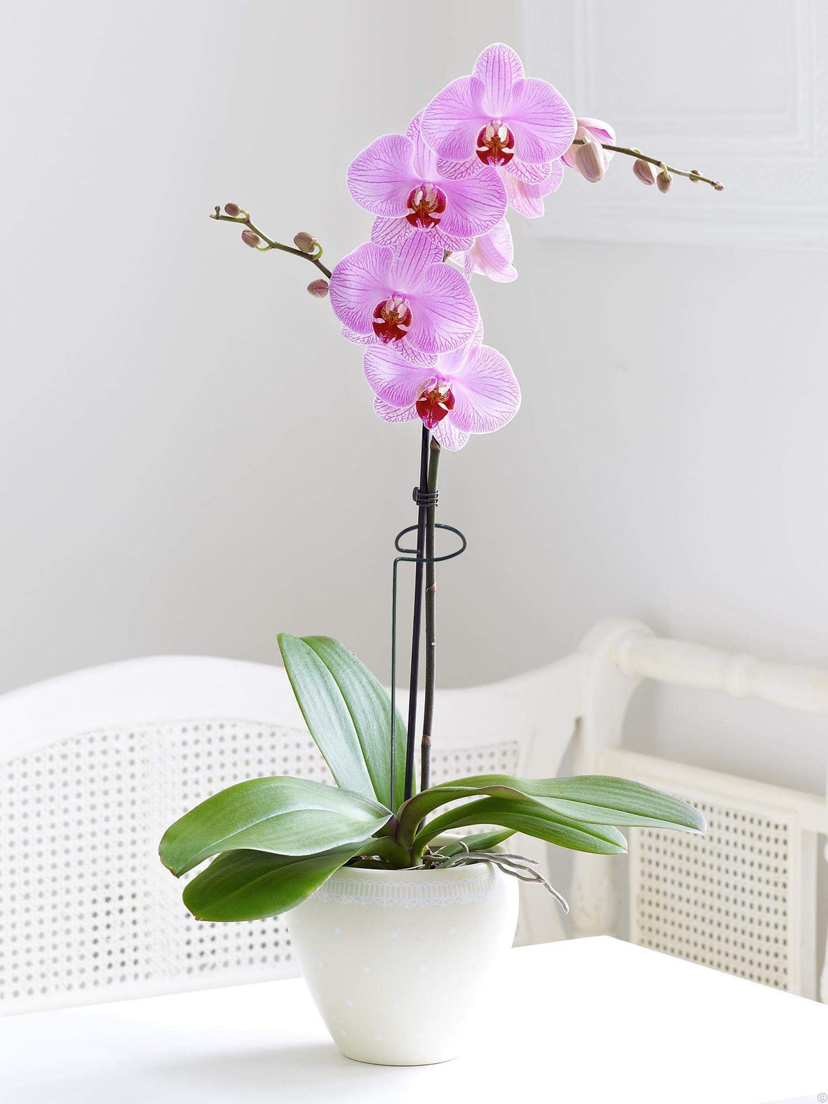 MTB Supply multi-use plant support for single-stem flowers and protection.