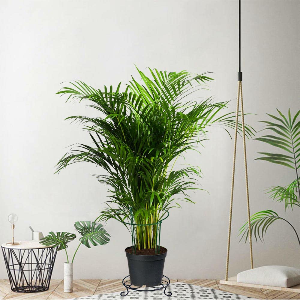 MTB Supply rustproof iron stand offers durable outdoor and indoor plant support