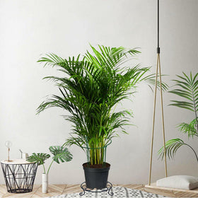 MTB Supply rustproof iron stand offers durable outdoor and indoor plant support