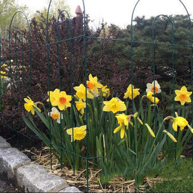 MTB Supply rustproof-coated wire fence resists weather while framing plant borders.