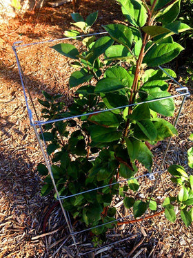 MTB Supply tomato cage installed in garden supports tall, top-heavy plants.