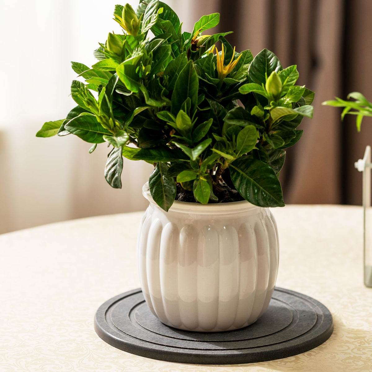 MUDEELA 8-inch diatomaceous earth plant saucer decorative indoor or balcony tray