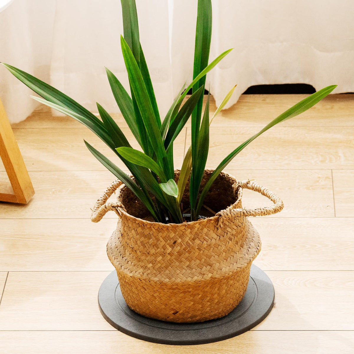 MUDEELA easy-clean drying saucer after watering for simple maintenance.