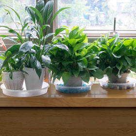 MUDEELA indoor plant tray offers clear aesthetics for home decor.