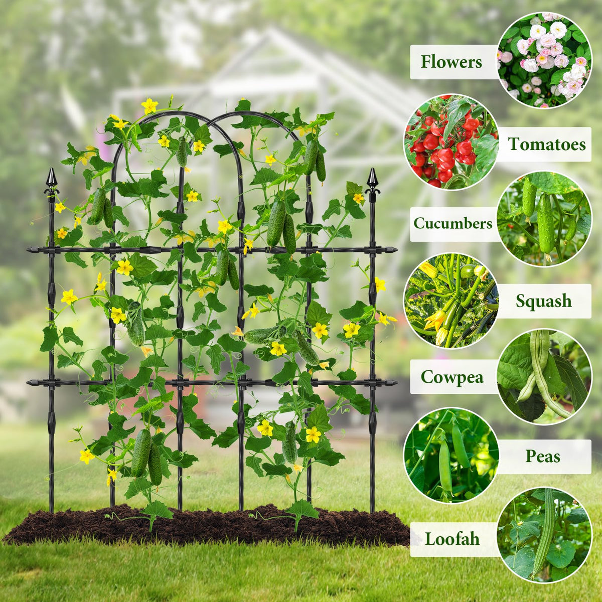MUDEREK suitable for both pots and ground climbing plants