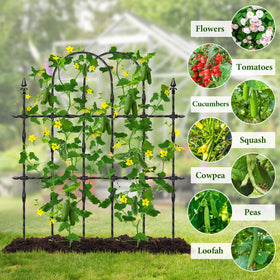 MUDEREK suitable for both pots and ground climbing plants
